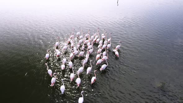 Flamingos Aerial