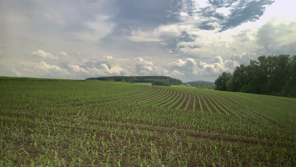 Young cornfield planted all over the field