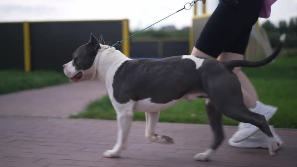 Live Camera Follows American Staffordshire Terrier Running with Unrecognizable Woman Outdoors in the