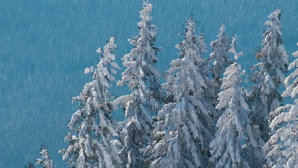 Tall evergreen pine trees swaying on strong stormy wind during heavy snowfall in winter