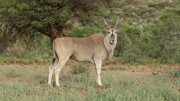 Male Eland Antelope - Mokala National Park