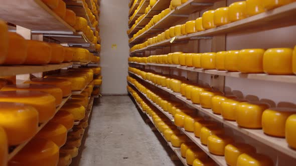 Storage of Cheese of Different Varieties on Wooden Shelves in the Refrigerator. Cheese on the