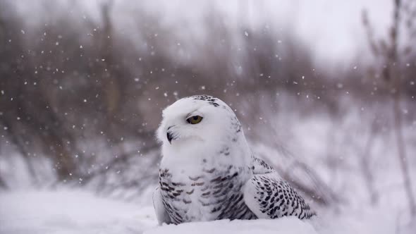 Slow motion view of a snowy owl in a winter landscape - Canadian Tundra - Hunting bird of prey