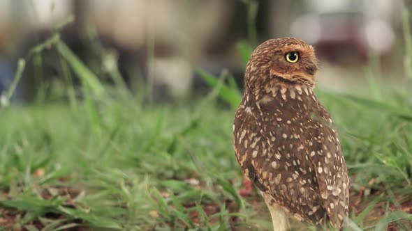 Burrowing owl standing up on grass at a busy plaza in Brazil