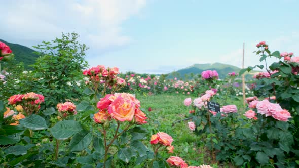 Beautiful delicate picturesque bush blooming roses on a summer day in the park. Rose garden.