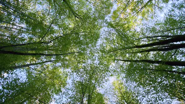 Rotating Shot of High Tree Tops Towering Above and Blocking Out the Sky Taken From the Forest Floor