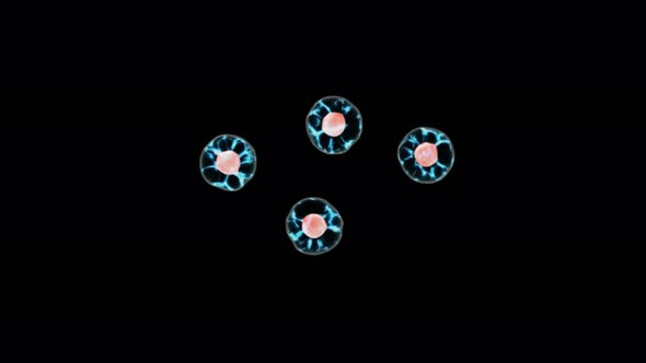 The Process Of Cell Division And Multiplication