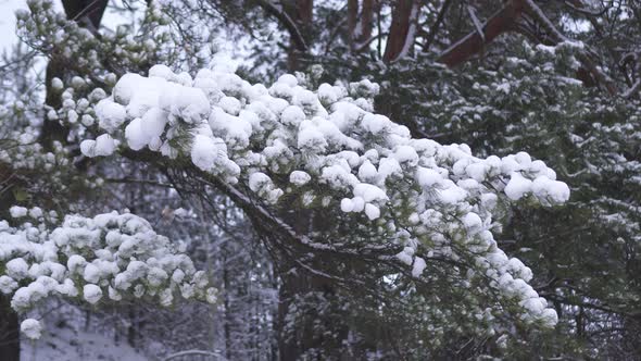 Tree Branches Covered By Snow