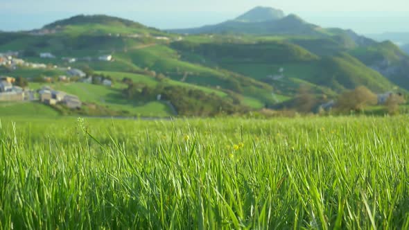 Green Grass And Flowers with Mountains