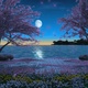 Two Sakura Trees at Night Park Near the Sea - VideoHive Item for Sale