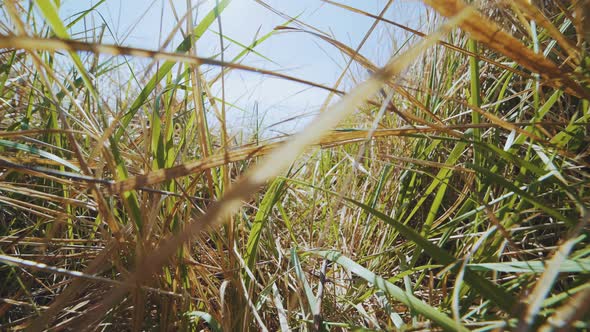 Closeup Dolly Shot of Green Grass on Field at Sunny Day