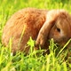 Lop-Eared Rabbit Jumps on The Lawn and Chews the Grass - VideoHive Item for Sale