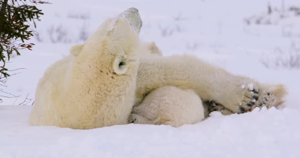 Wide shot with a slight zoom out of Polar Bear sow and cubs resting, sow looks around.