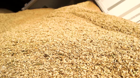 Unloading Wheat, Close Up.