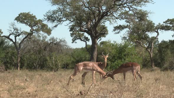 Impala (Aepyceros melampus) in rut, two males fighting, one looking at them