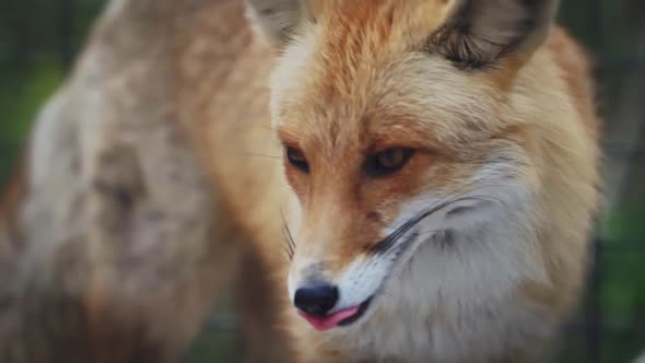 Red Fox Licks His Lips Amusingly and Leaves