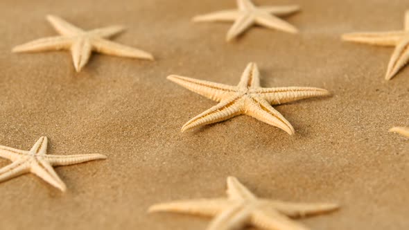 Many Dried Sea Stars on Sand, Rotation