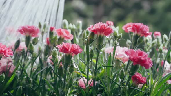 Watering Beautiful Carnation Flowers on Balcony