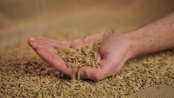 Hand of Hard-Working Male Farmer Holding Rye Grain With Pride