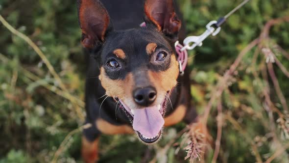 Portrait of a Cute Miniature Pinscher Dog on Nature