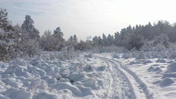 Beautiful morning in the woods after snowing 4K drone video