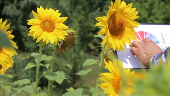 A young farmer working in a sunflower field looks at a profit growth chart in agribusiness.