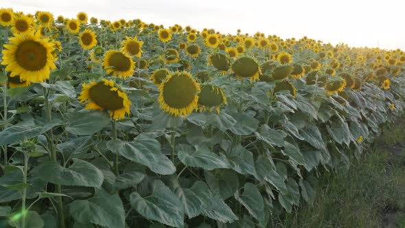 Lot of sunflower Helianthus annuus heads in the field 4K footage