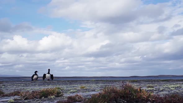 Rock Shags in the Falkland Islands (Islas Malvinas).