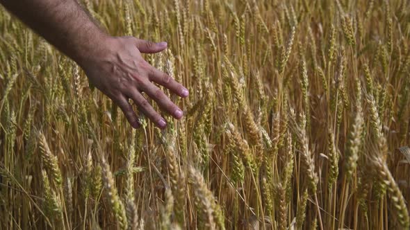 Farmer touches ears of wheat on agricultural field