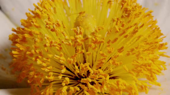 Macro shot of a Matilija Poppy over a black background