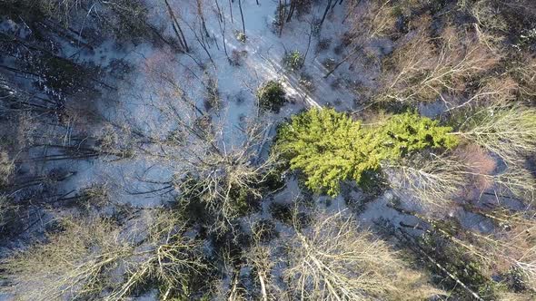 Aerial Shot of Winter Forest