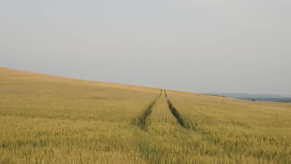 Common wheat Triticum aestivum before harvest slow-mo video