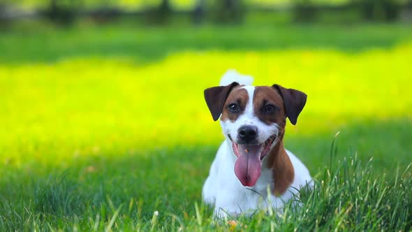 Young smooth-coated Jack Russell Terrier playing at green grass