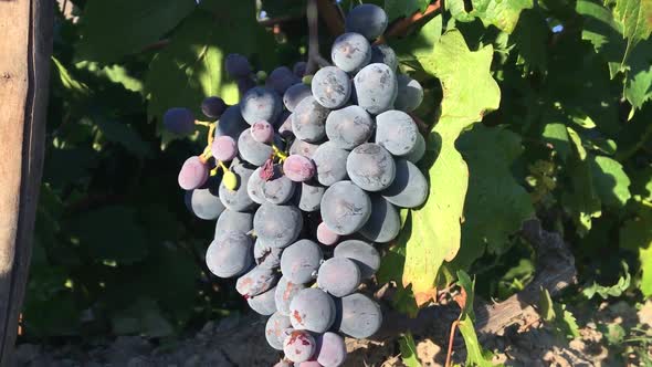 Grapes