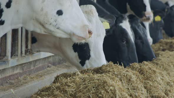 Cows eating Silage in a large dairy farm, milk production