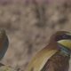 European Beeeater or Merops Apiaster - VideoHive Item for Sale