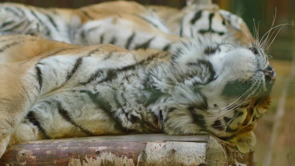 Siberian Tiger Portrait Wild Cat