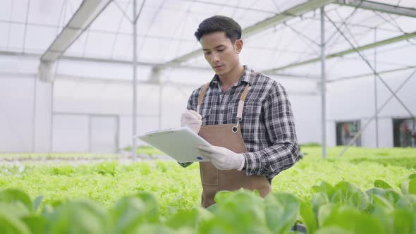 Hydroponics farm organic fresh harvested vegetables concept