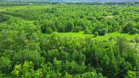 Aerial View Forest In Nature