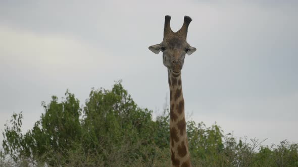 Close up view of a giraffe grazing