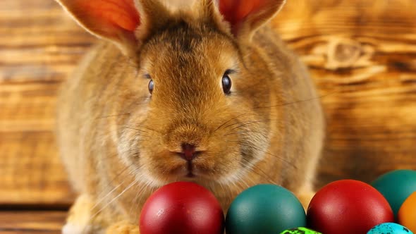 Curious Little Fluffy Brown Bunny Sits on a Wooden Background with Multicolored Painted Easter Eggs