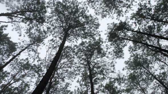The pine trees in the woods on foggy day