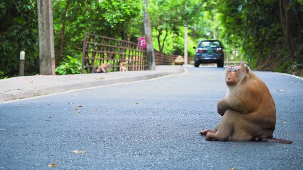 The Monkey Is Sitting on The Road. Cars Drive Past Monkeys. National Park, Road in The Jungle