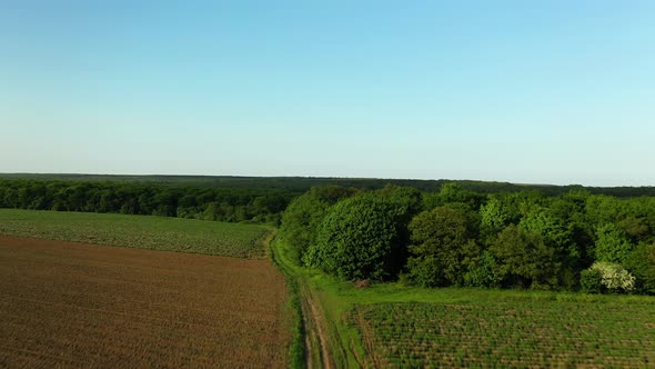 Drone Footage of Dirt Road Raising Above the Forest Trees and Clear Blue Sky