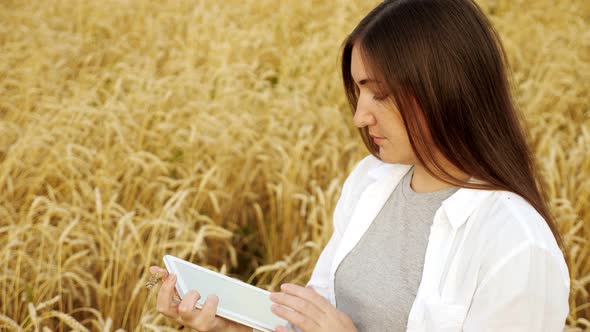 Woman Examines Ear of Ripe Wheat and Types Text on Tablet in Field