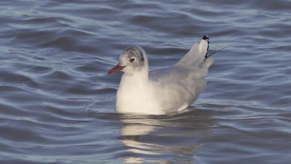 Grey-headed gull with non-breeding plumage floating on water, breeze ruffles feathers