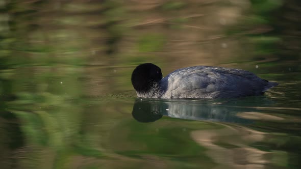 White-winged coot shaking its head and grooming its black feathers while swimming; tracking shot, wa