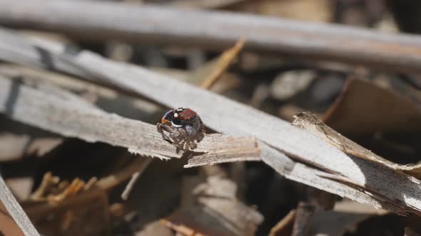 high frame rate clip of a sunlit male mataus volans spider