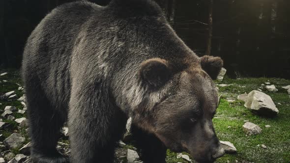 Large Adult Brown Bear Rests Close Up View