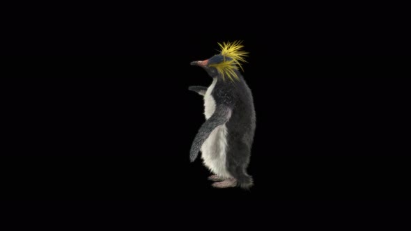 79 Penguin Dancing 4K